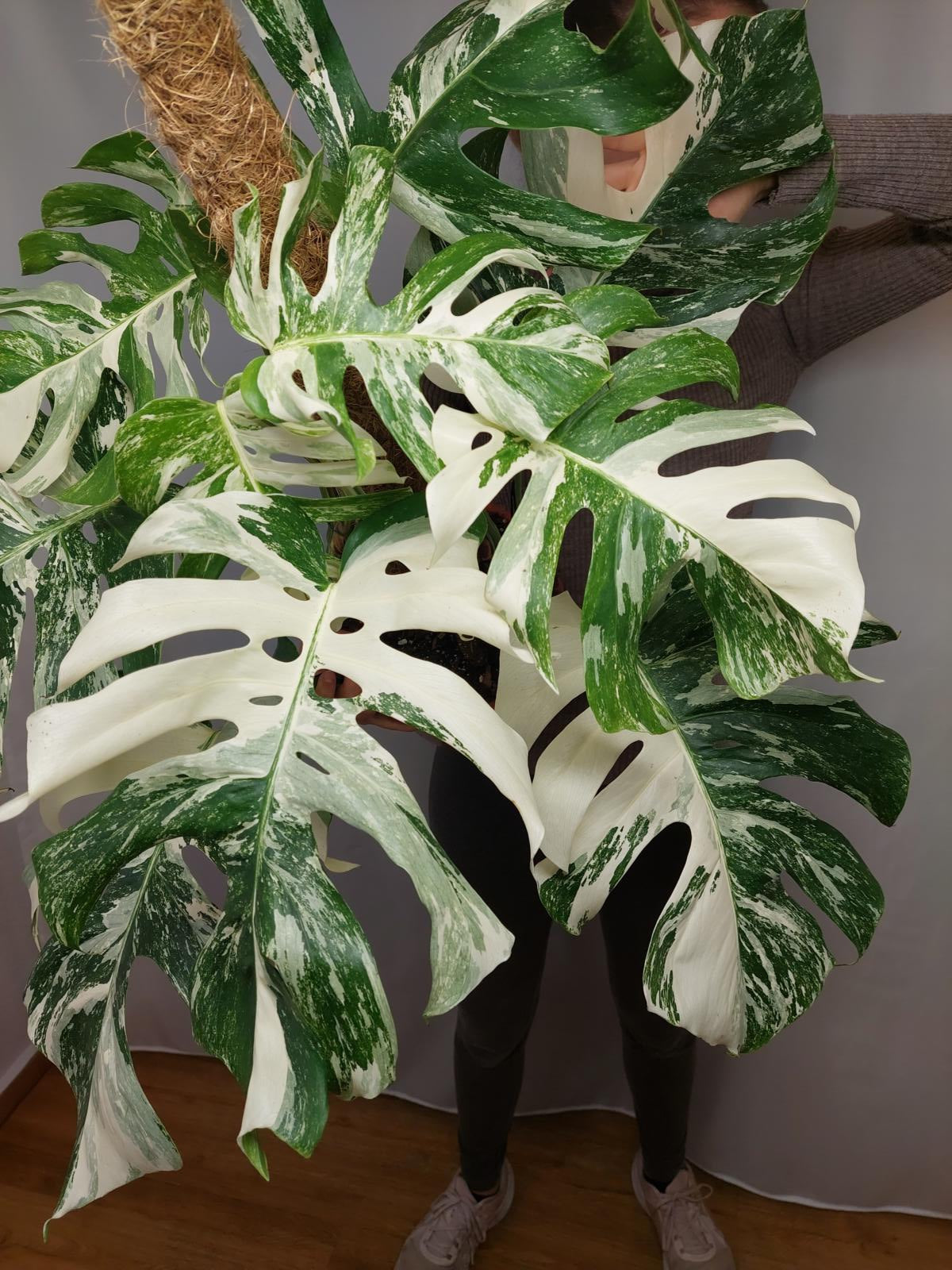 Monstera Variegata buschig