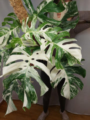 Monstera Variegata buschig