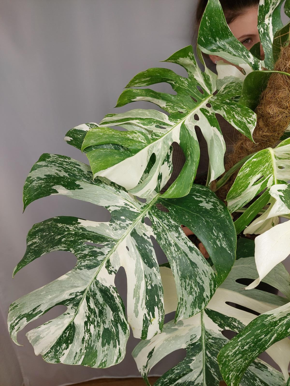 Monstera Variegata buschig