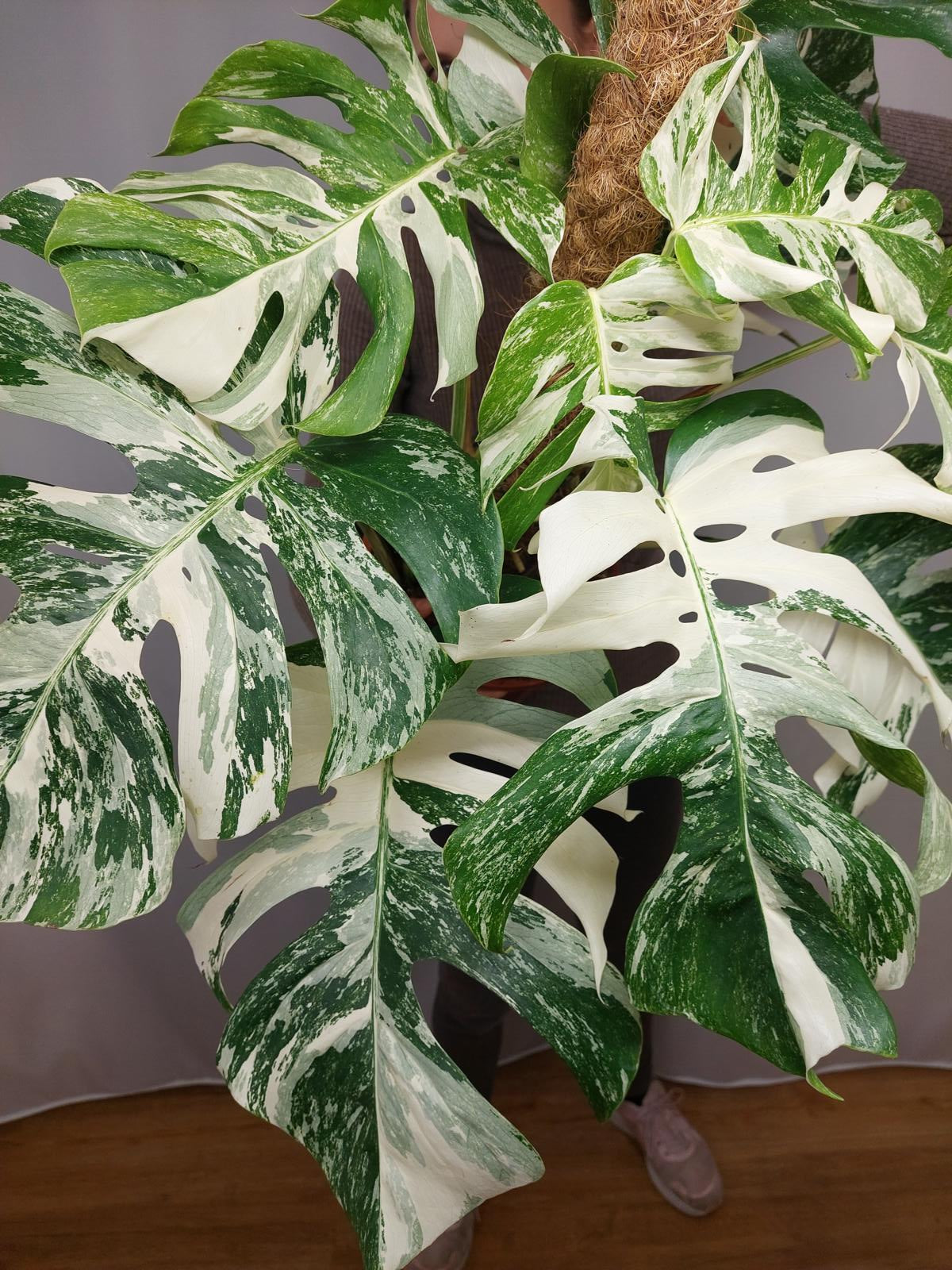 Monstera Variegata buschig