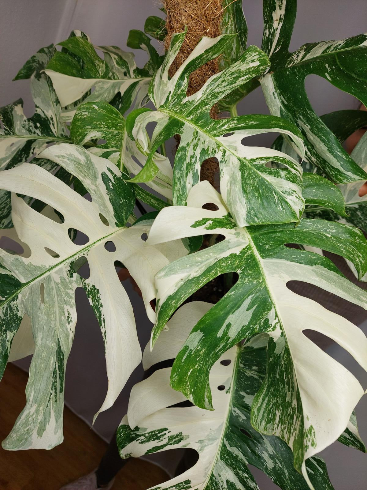 Monstera Variegata buschig