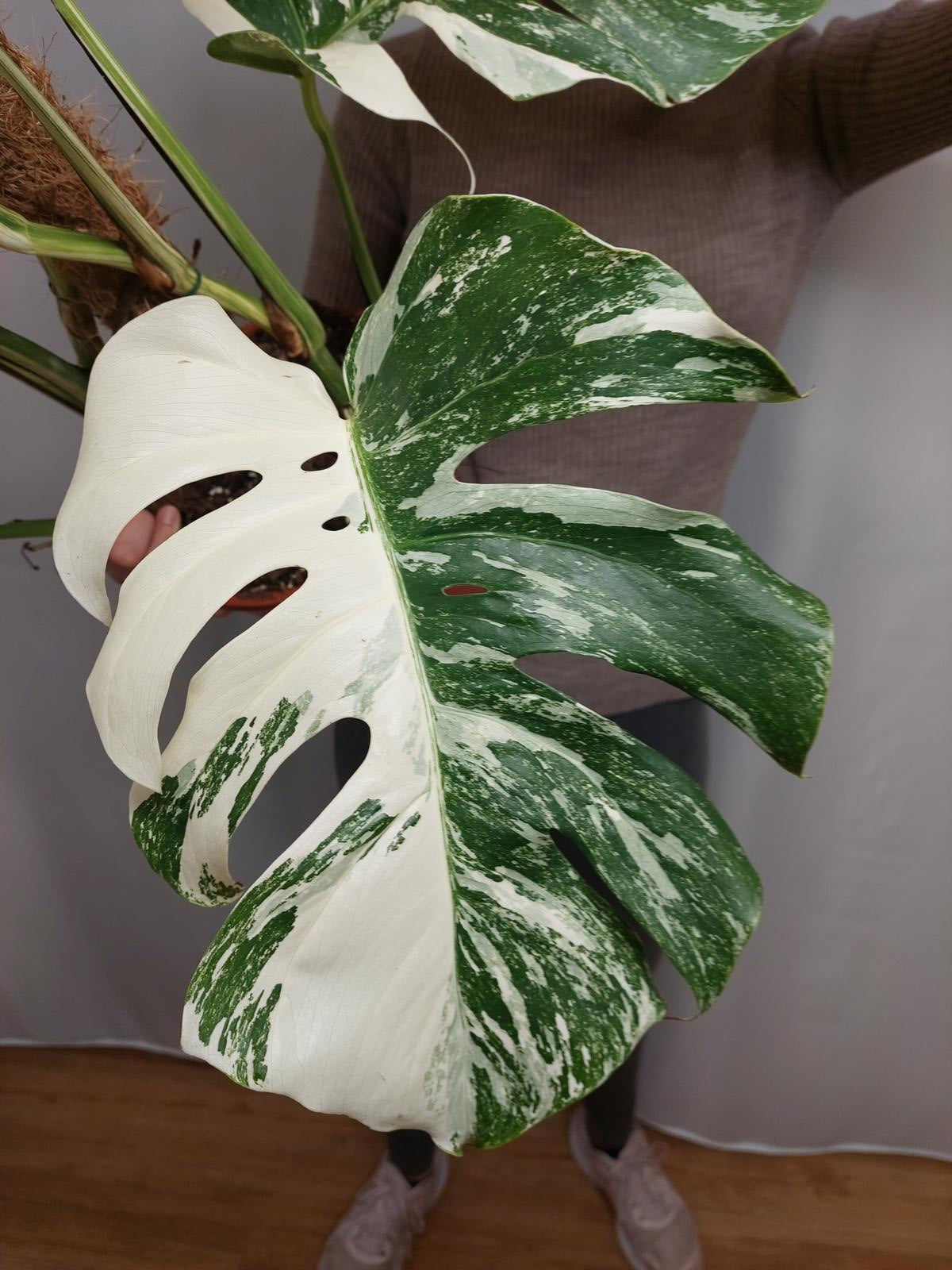 Monstera Variegata buschig