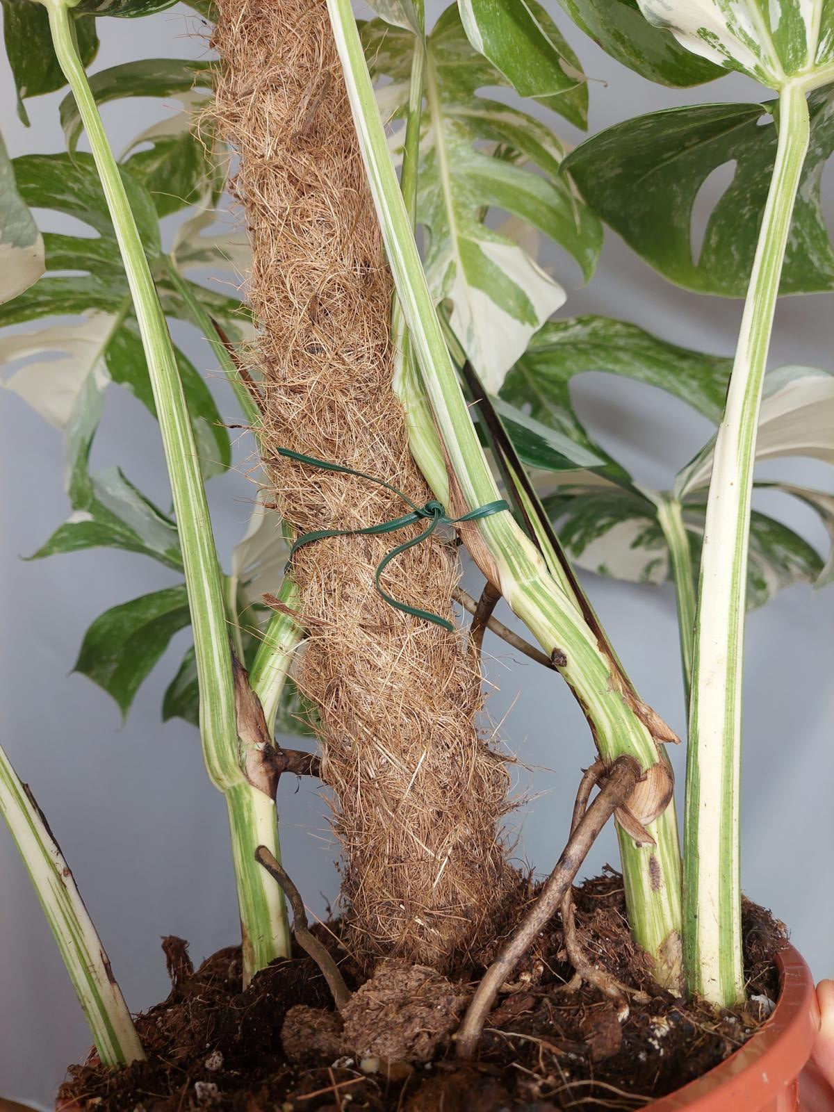 Monstera Variegata buschig