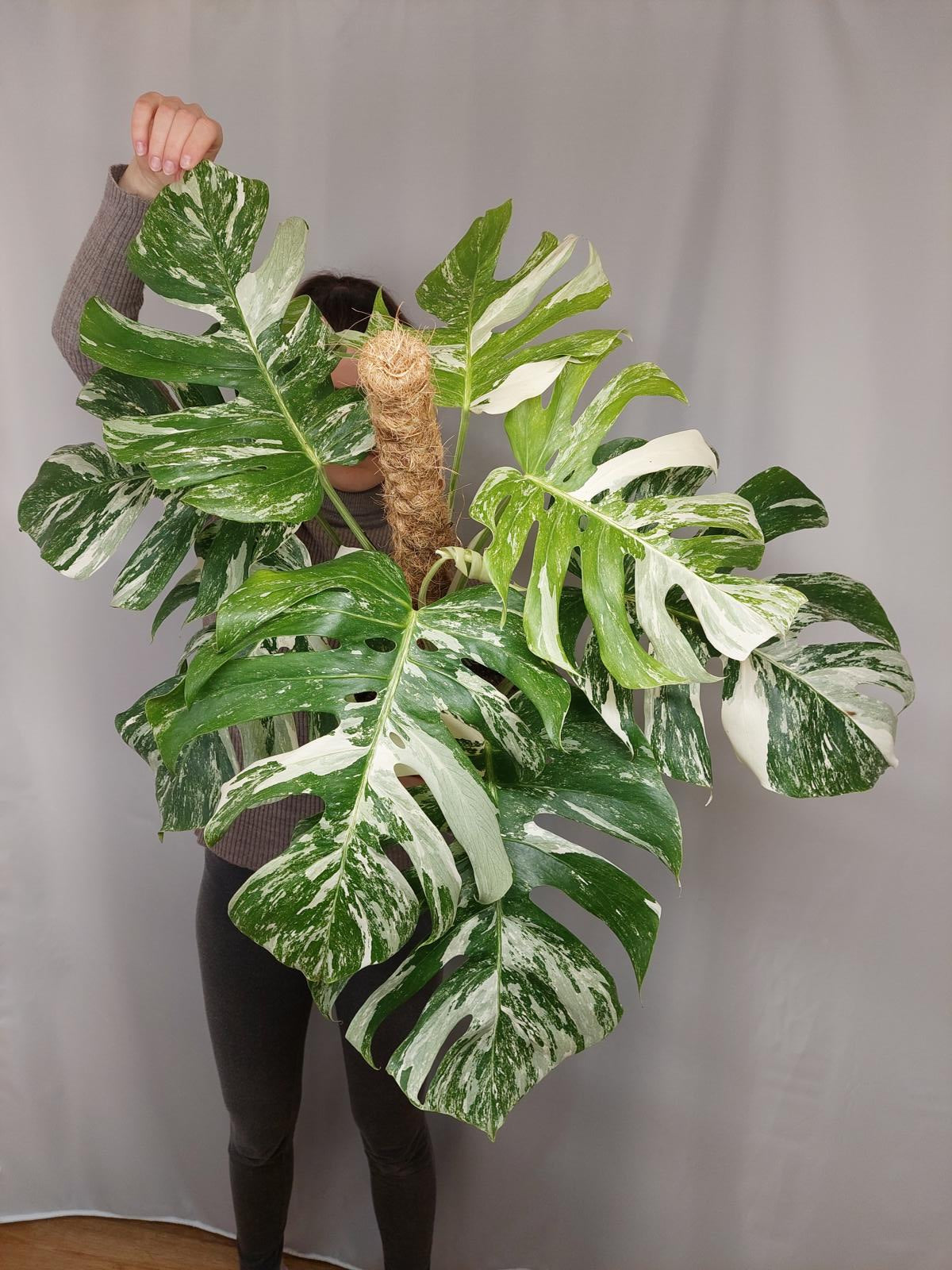 Monstera Variegata buschig