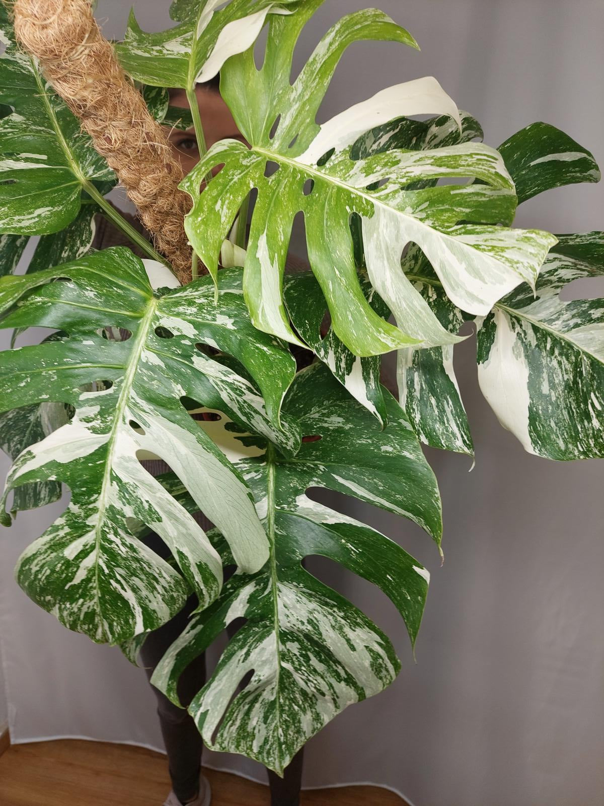 Monstera Variegata buschig