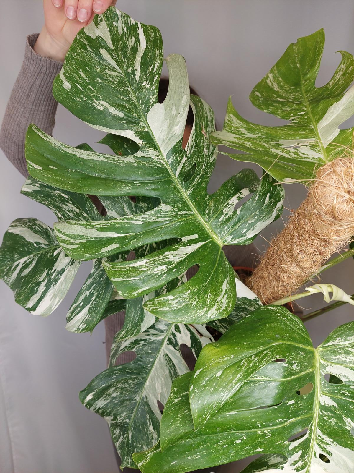 Monstera Variegata buschig