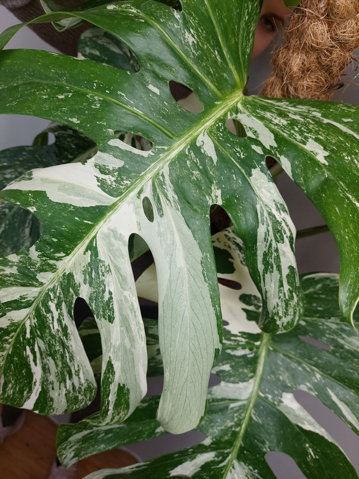 Monstera Variegata buschig