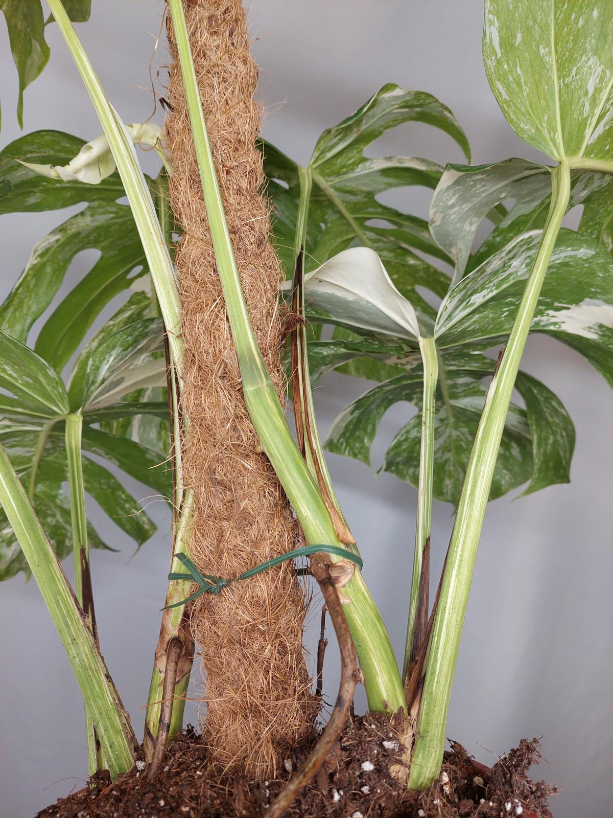 Monstera Variegata buschig