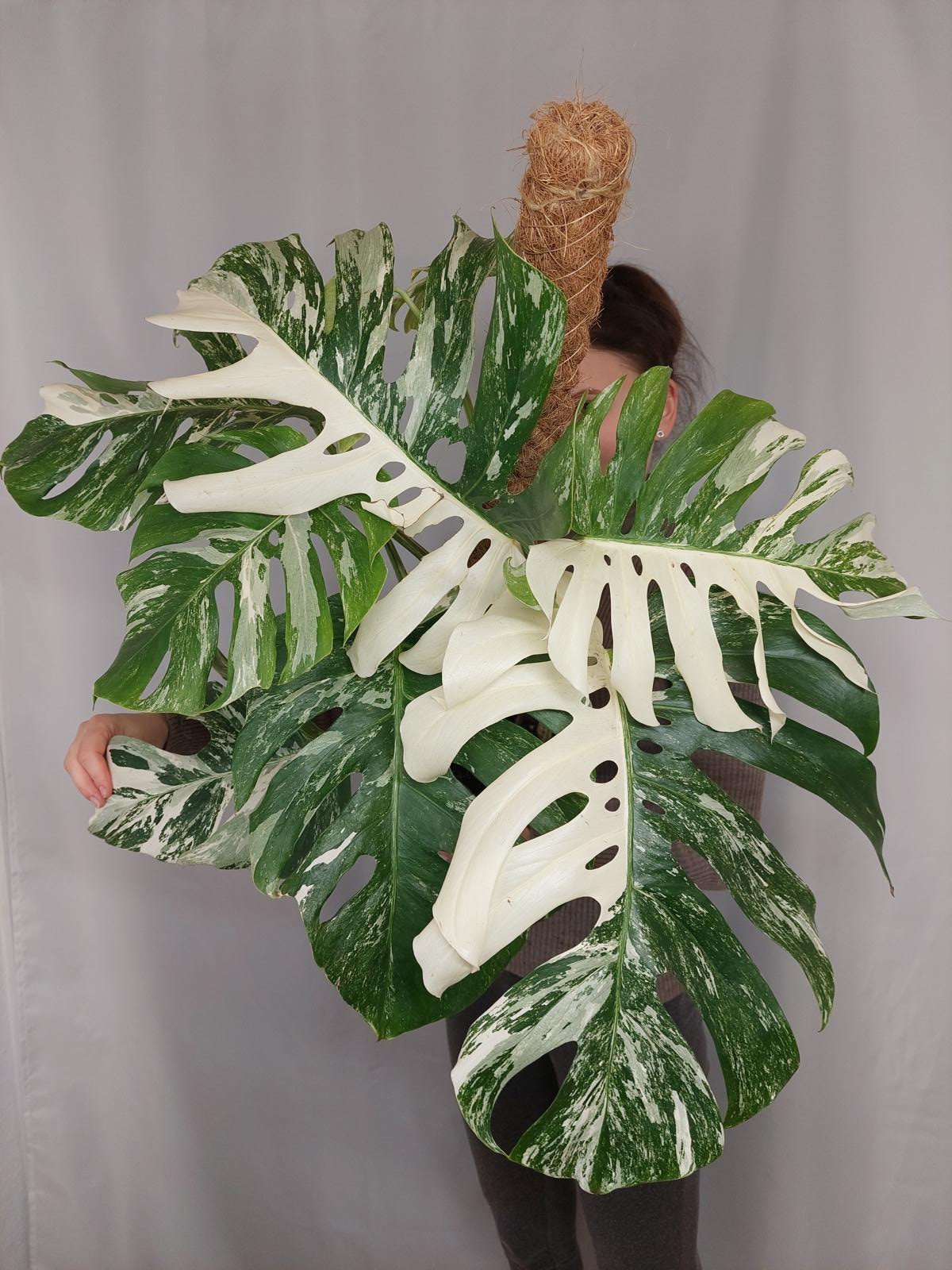 Monstera Variegata buschig