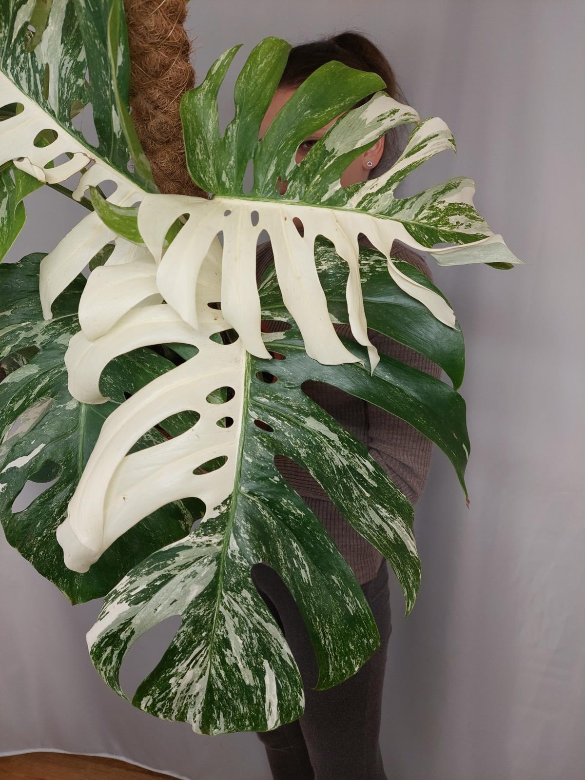 Monstera Variegata buschig