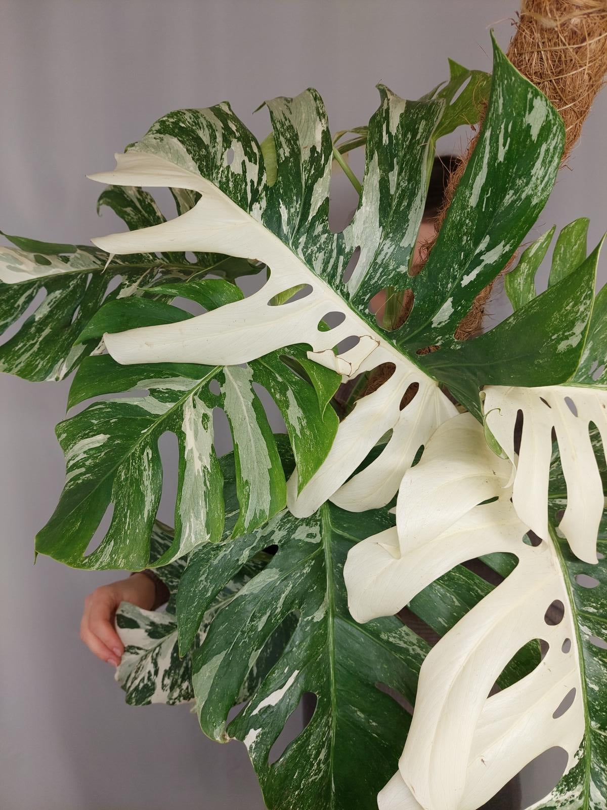 Monstera Variegata buschig