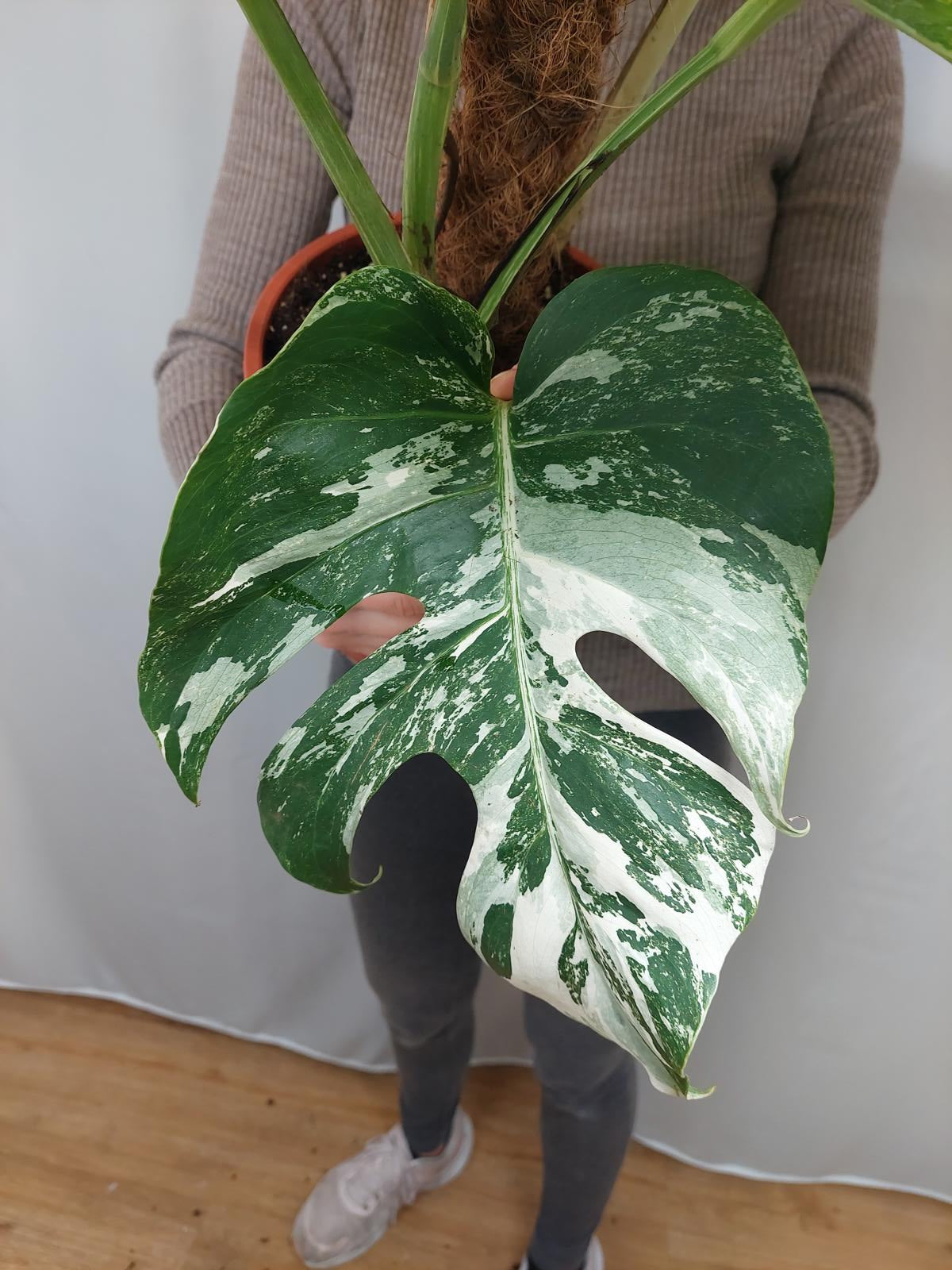 Monstera Variegata buschig