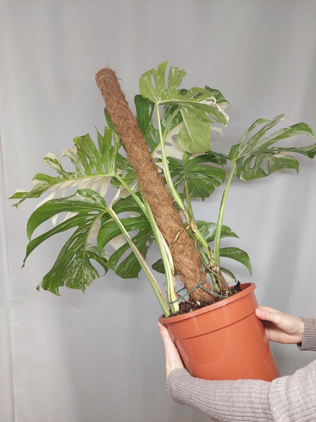 Monstera Variegata buschig