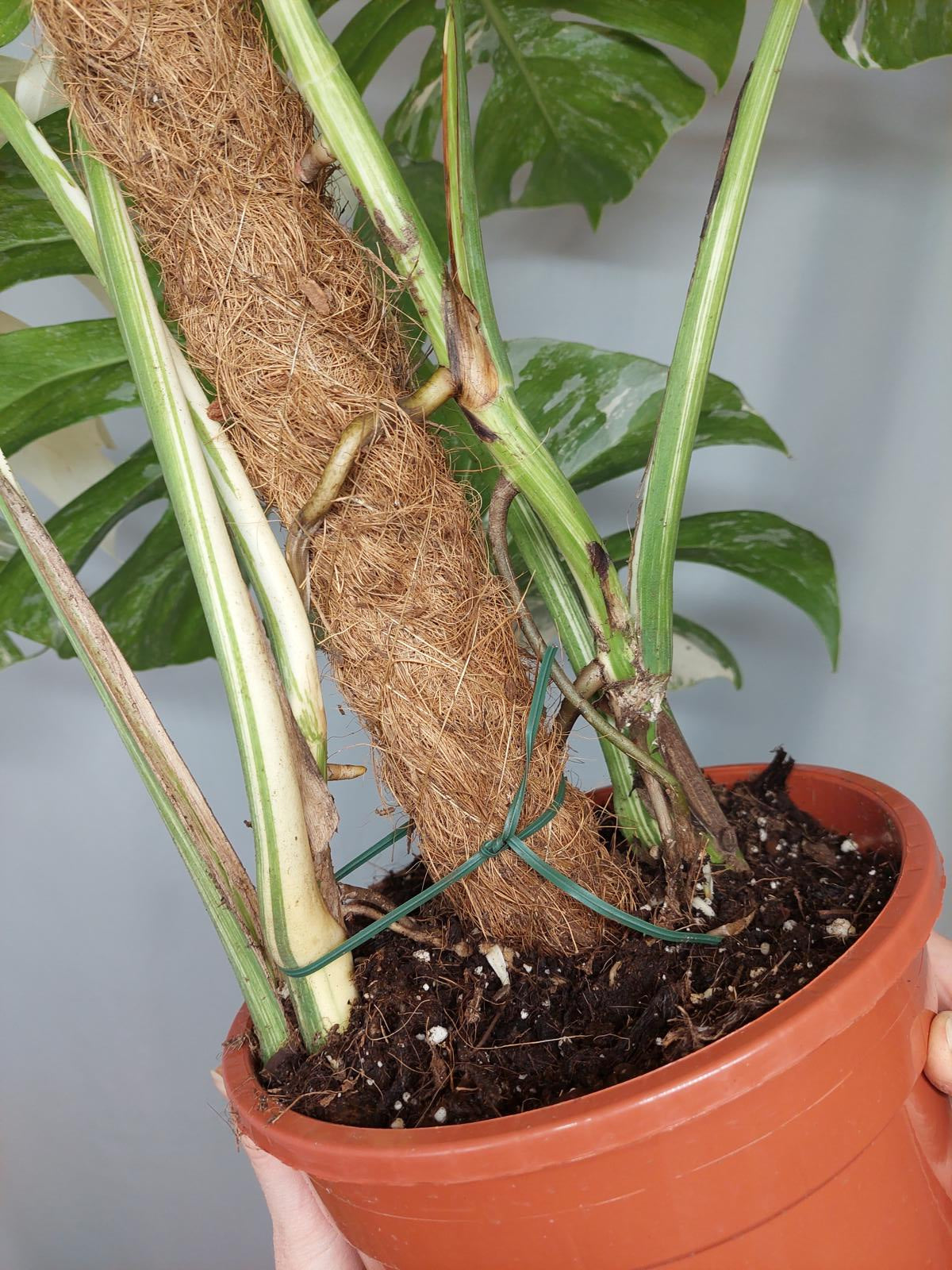 Monstera Variegata buschig