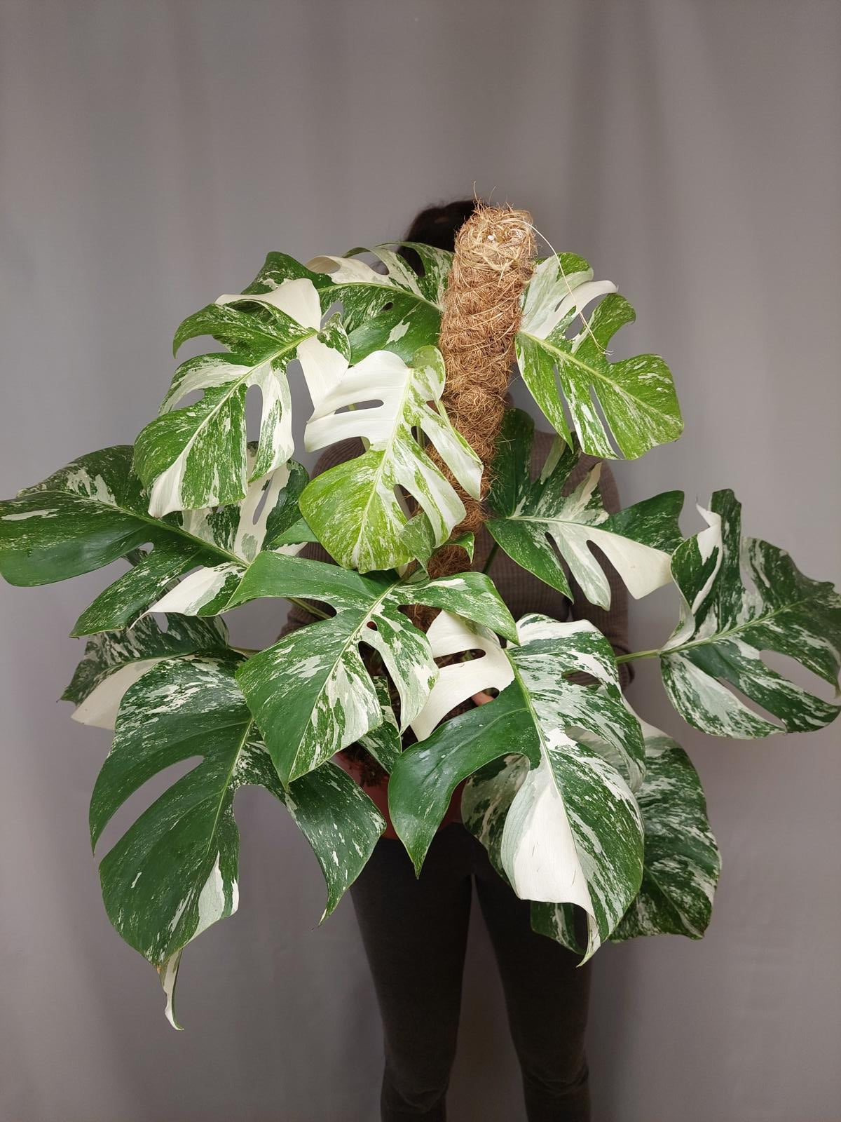 Monstera Variegata buschig