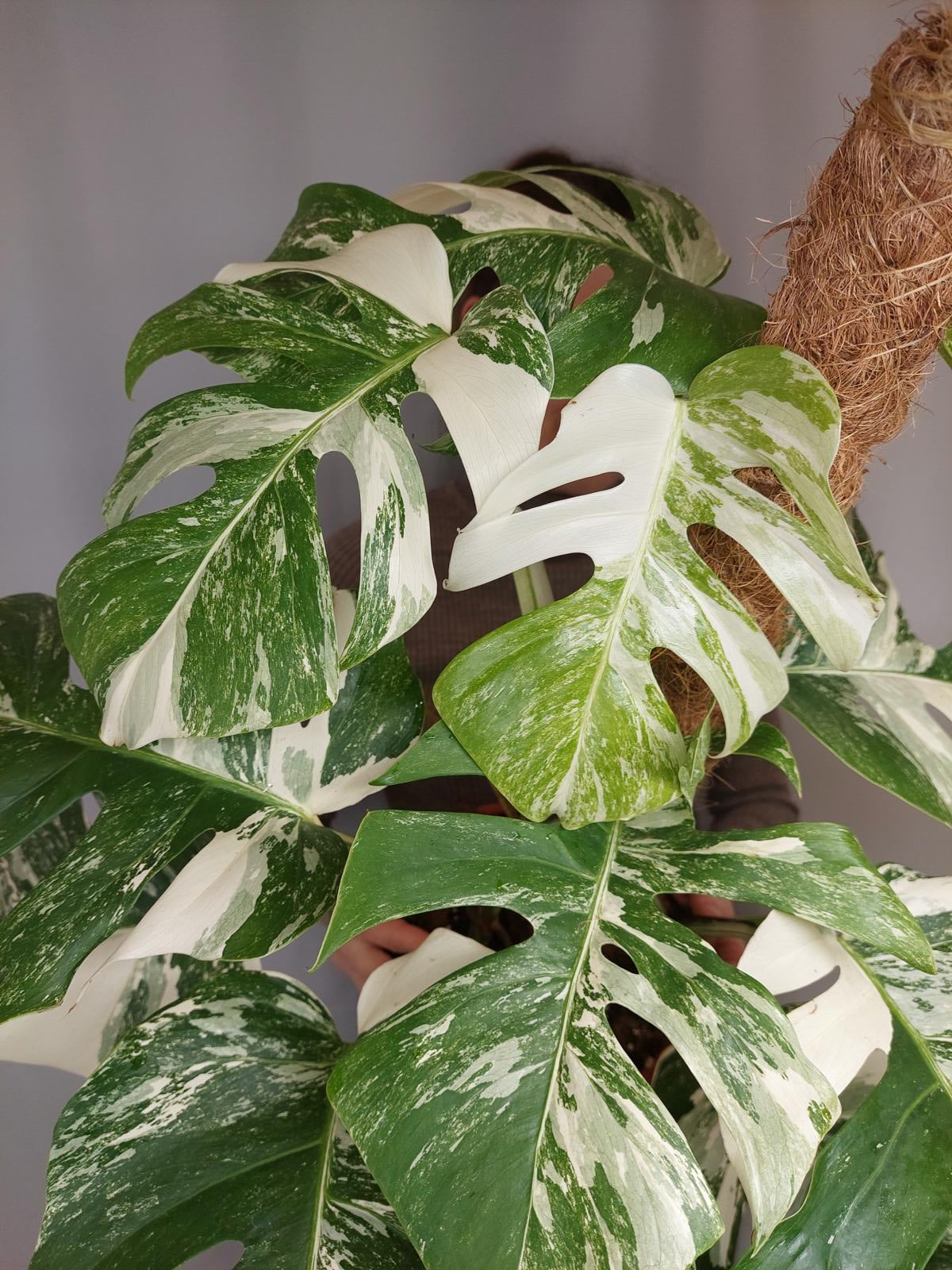 Monstera Variegata buschig