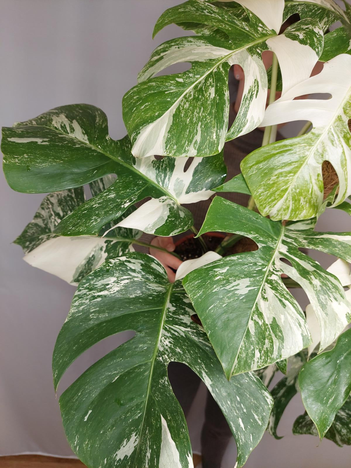 Monstera Variegata buschig