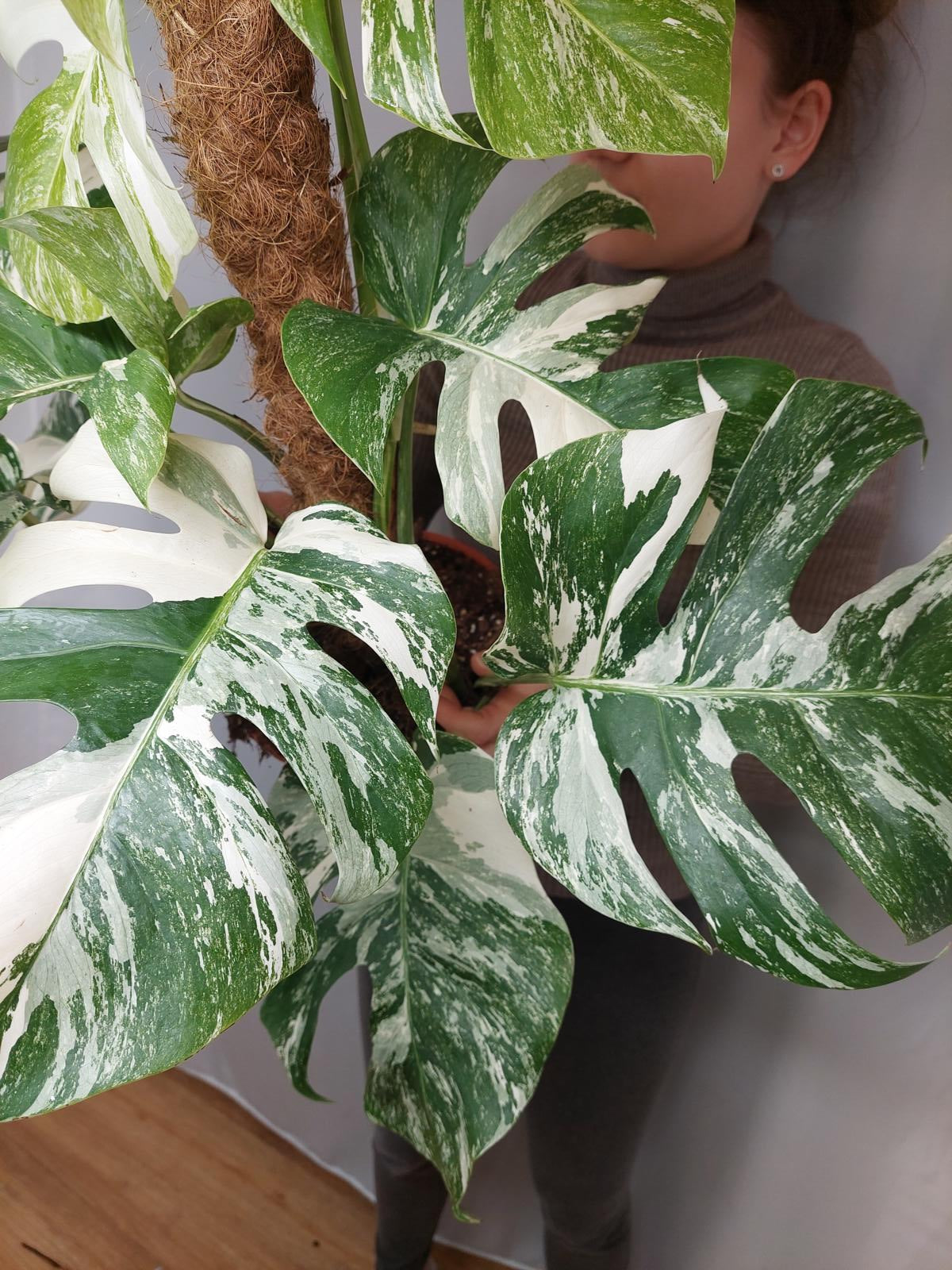 Monstera Variegata buschig