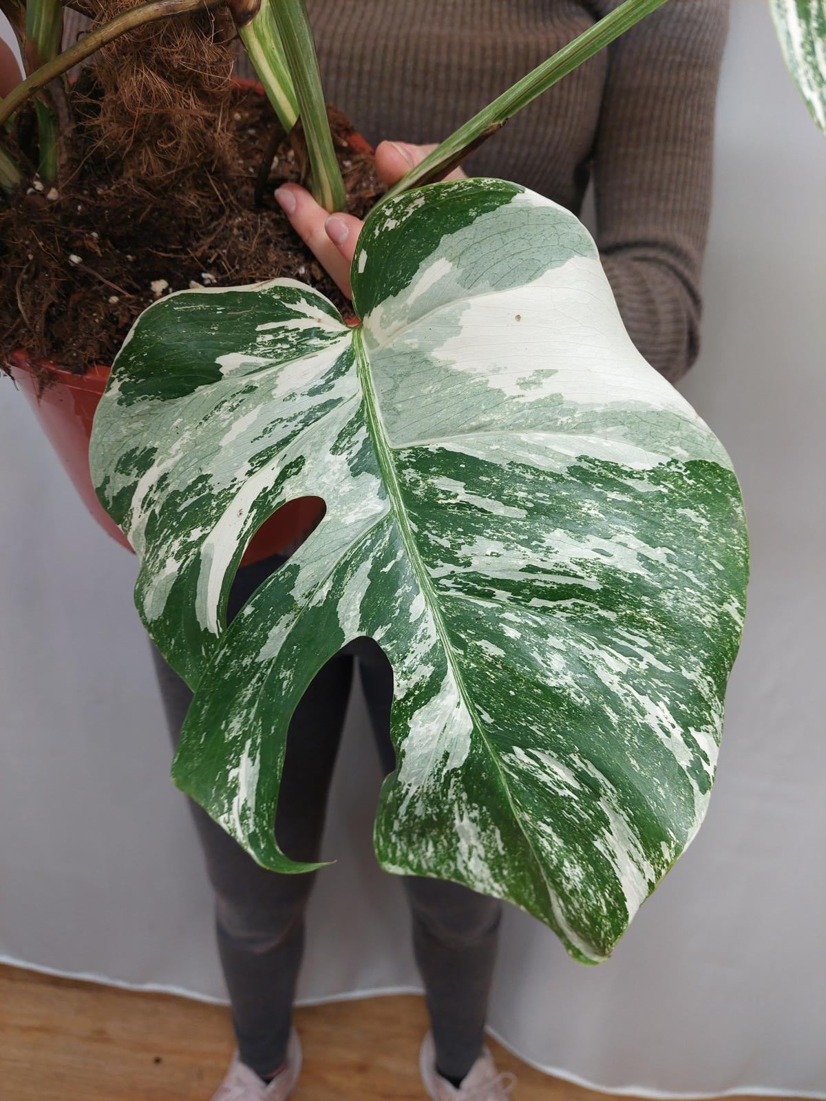 Monstera Variegata buschig