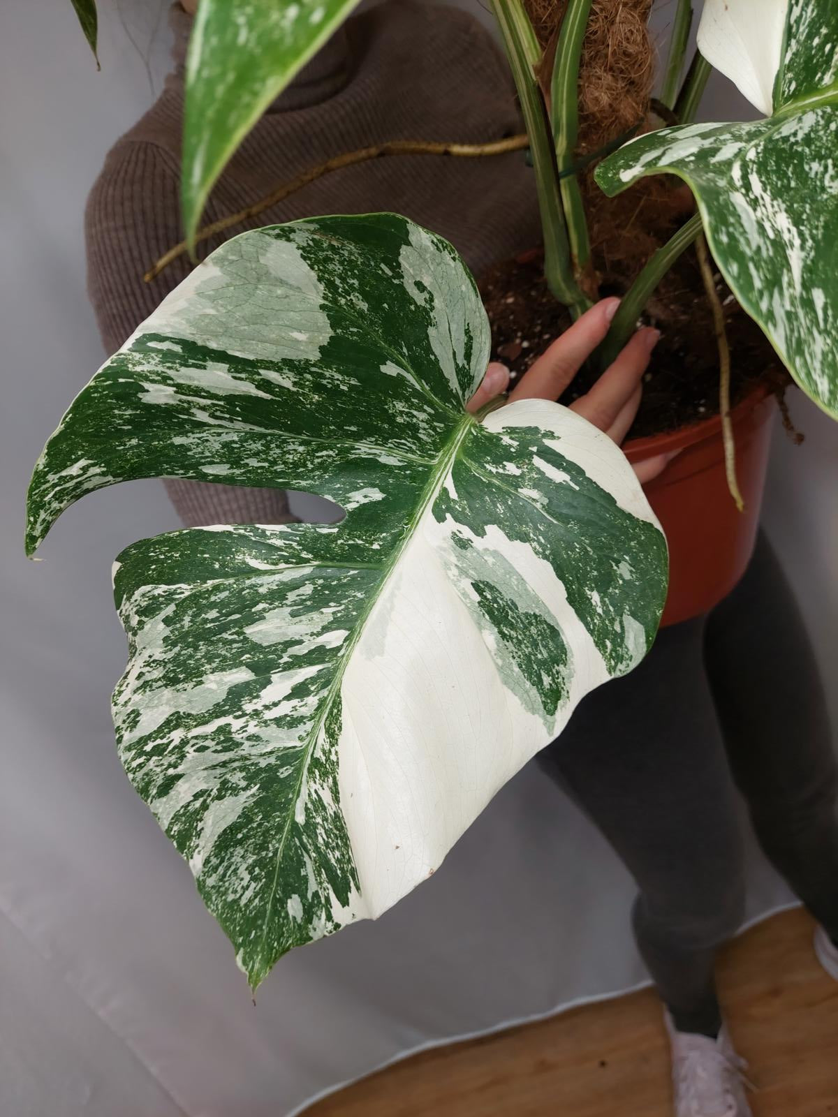 Monstera Variegata buschig