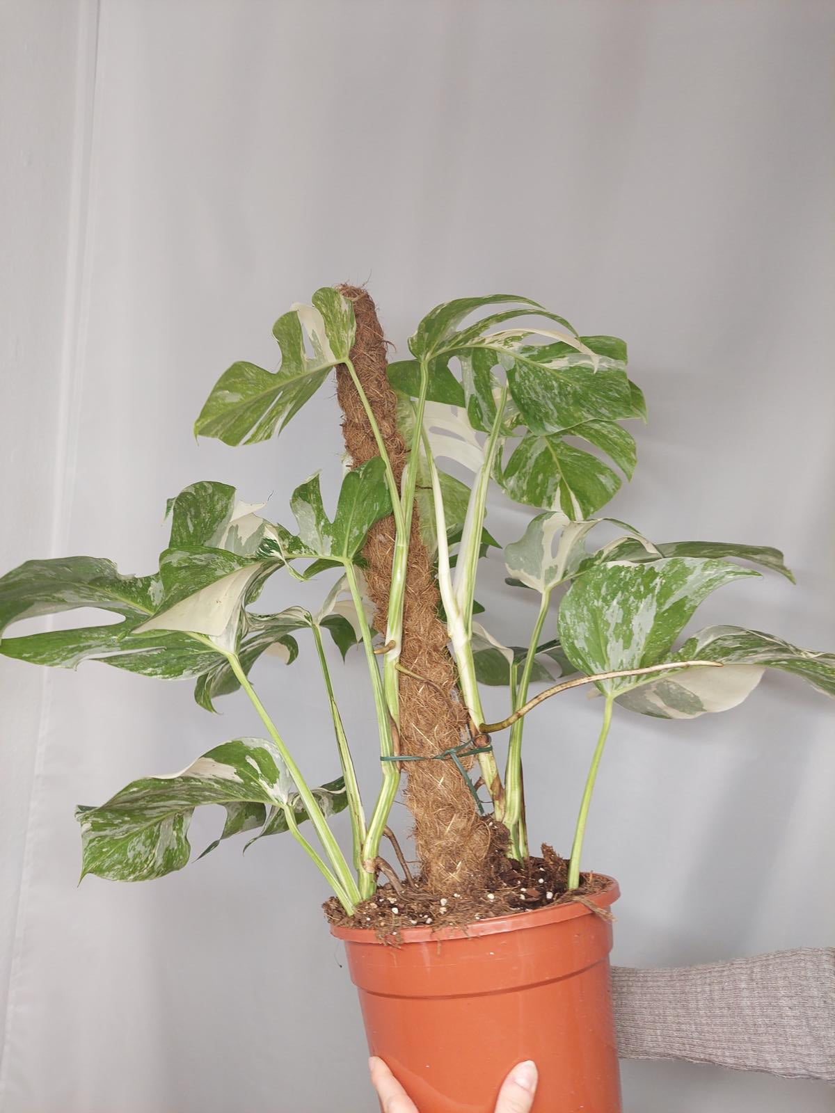 Monstera Variegata buschig