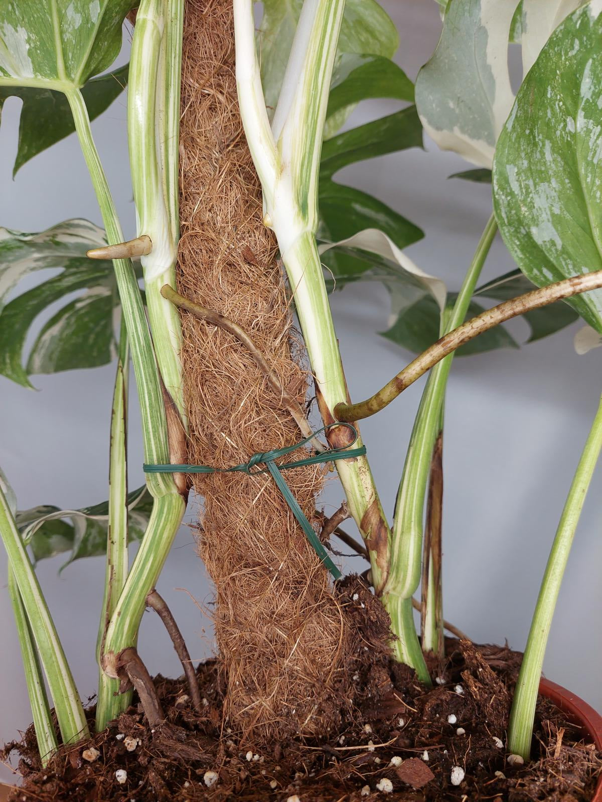 Monstera Variegata buschig