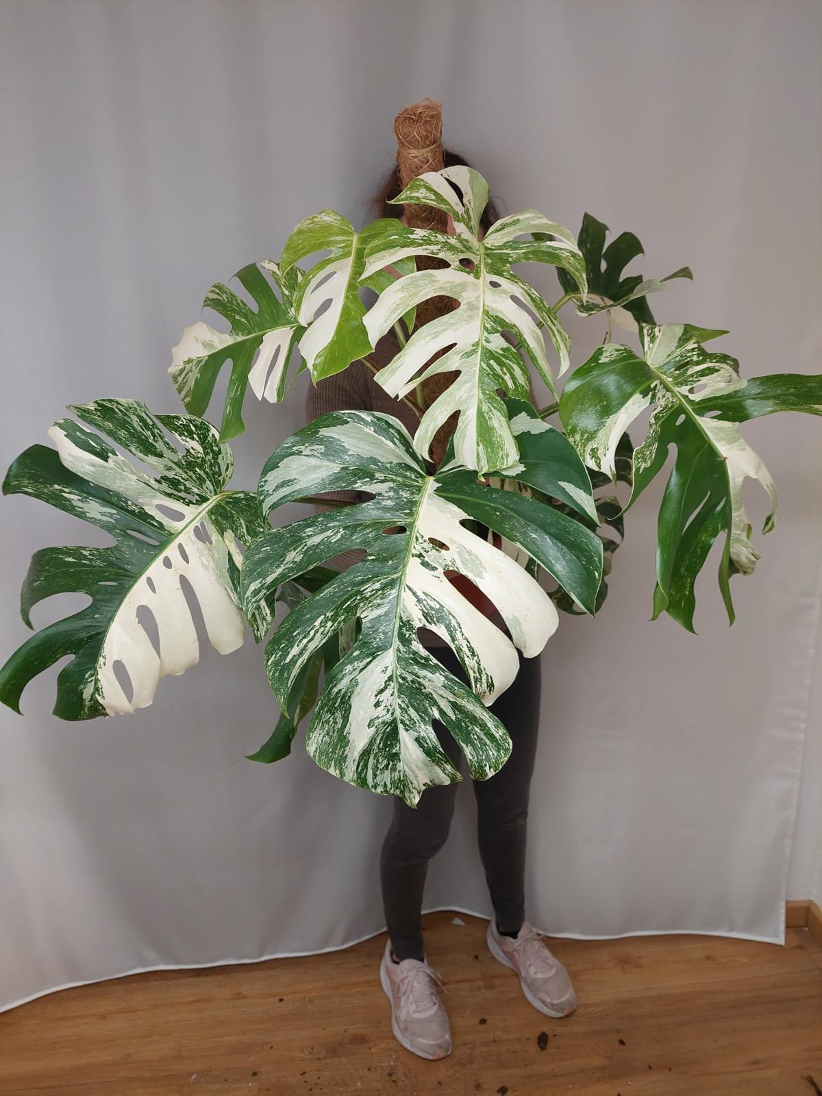 Monstera Variegata buschig