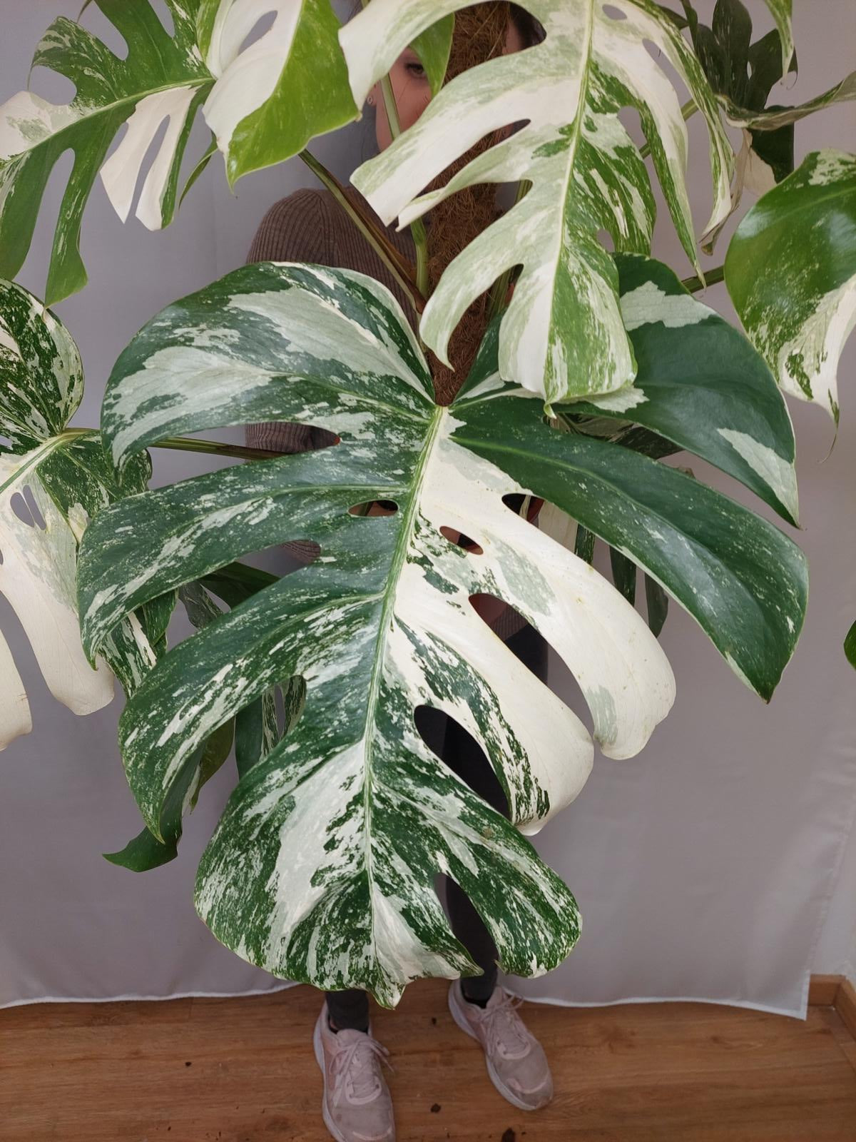 Monstera Variegata buschig