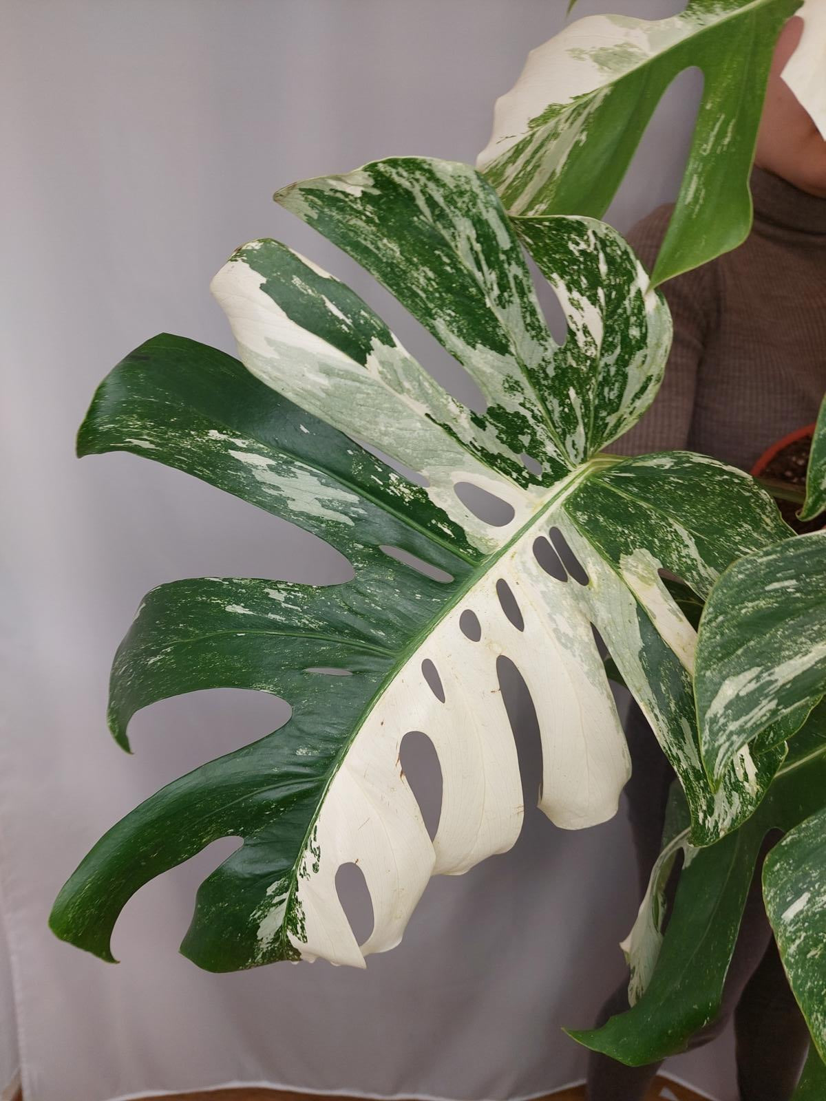 Monstera Variegata buschig