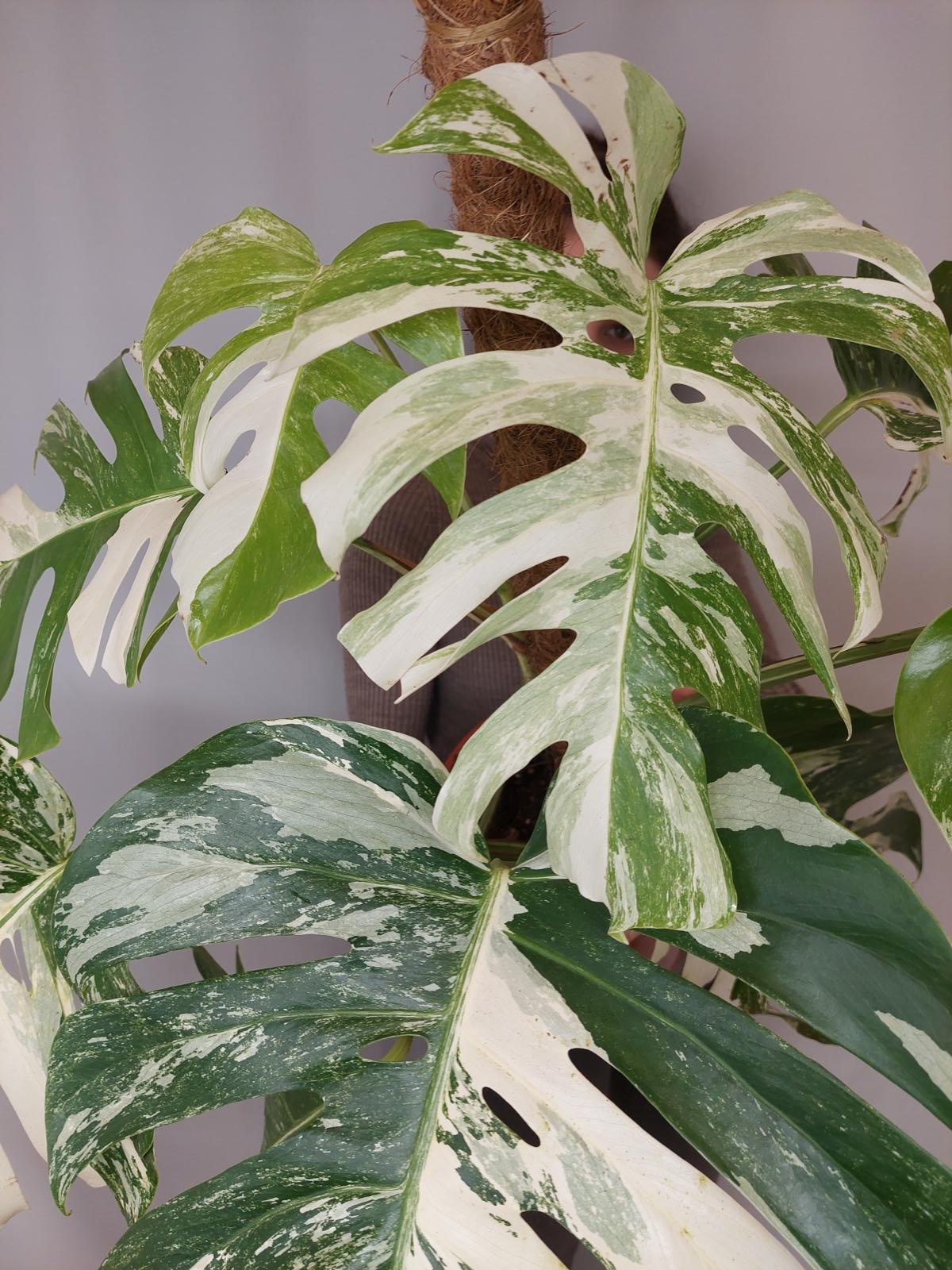 Monstera Variegata buschig