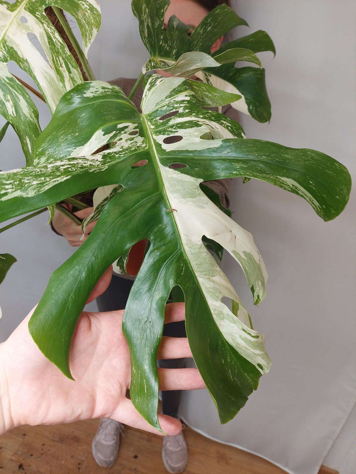 Monstera Variegata buschig