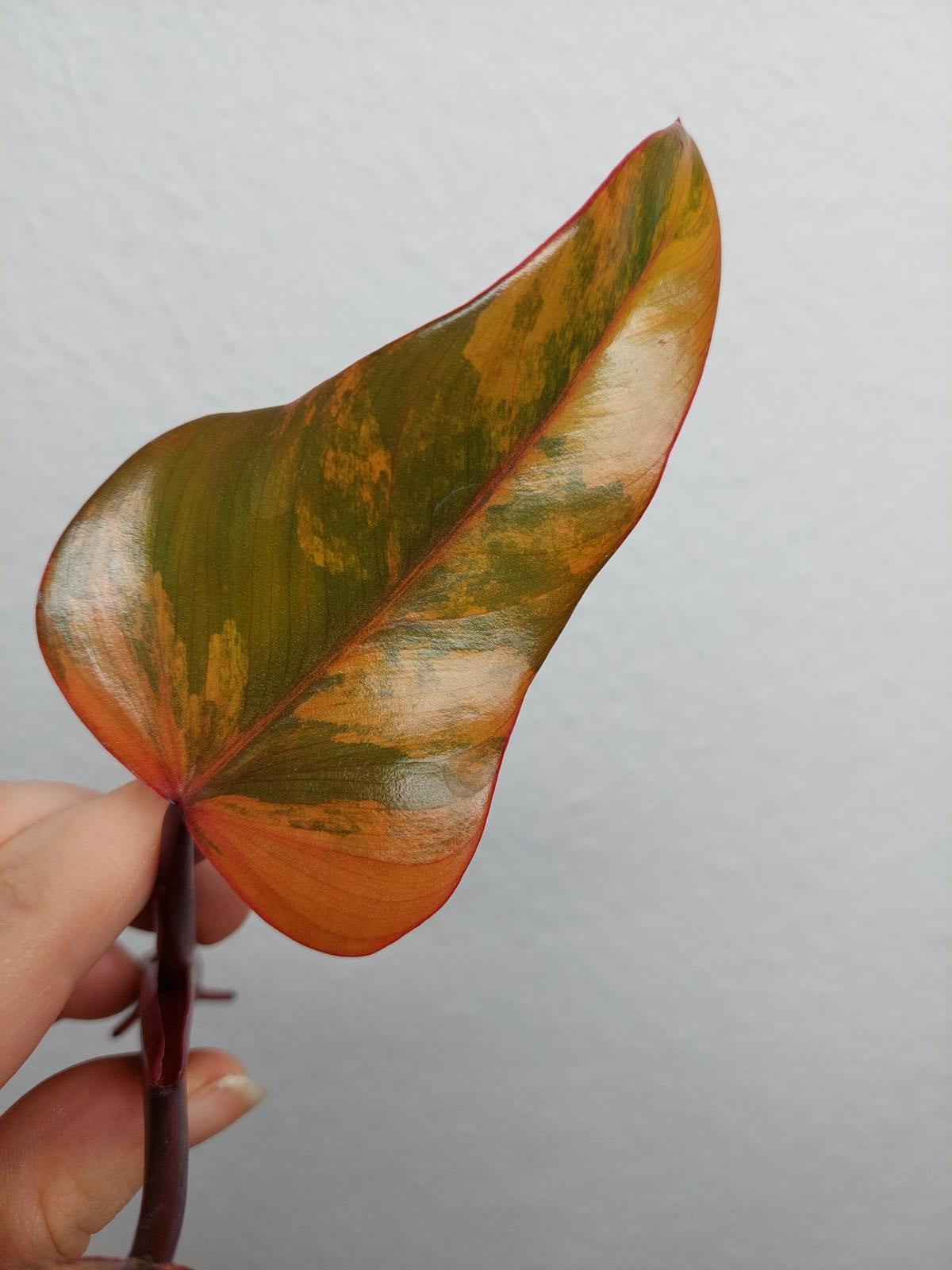 Philodendron Strawberry Shake Steckling