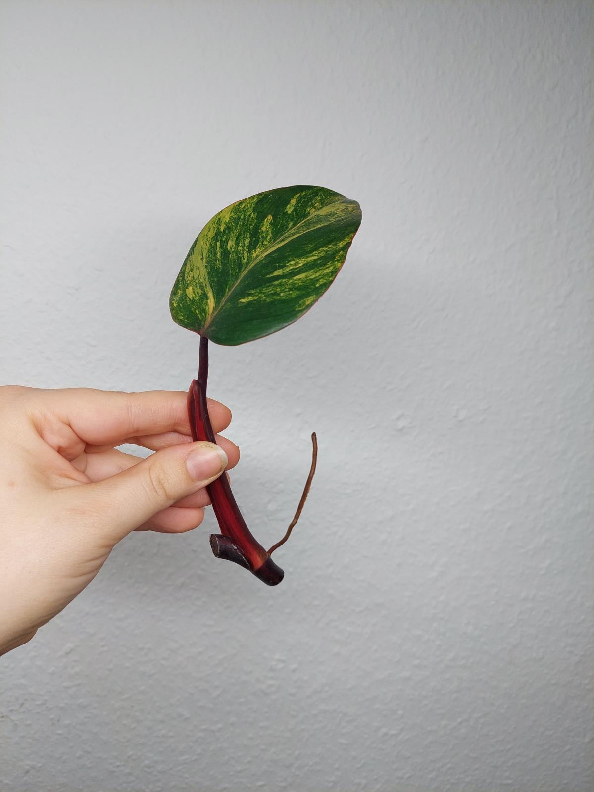 Philodendron Strawberry Shake Steckling