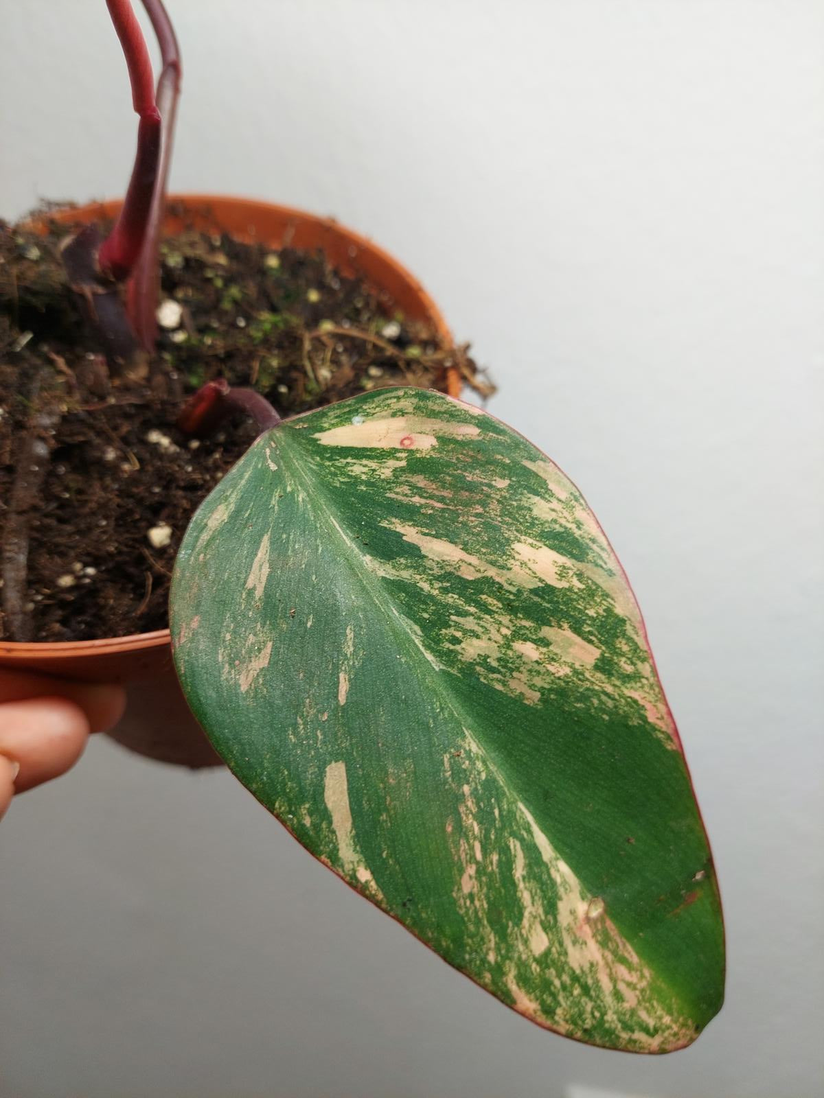 Philodendron Strawberry Shake Steckling