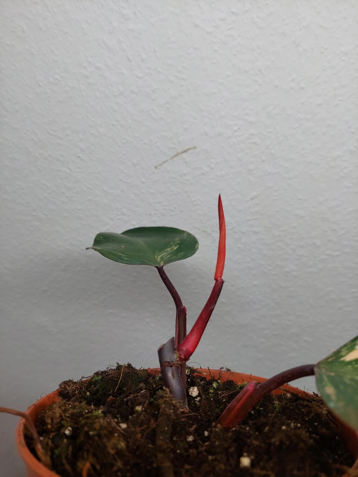 Philodendron Strawberry Shake Steckling