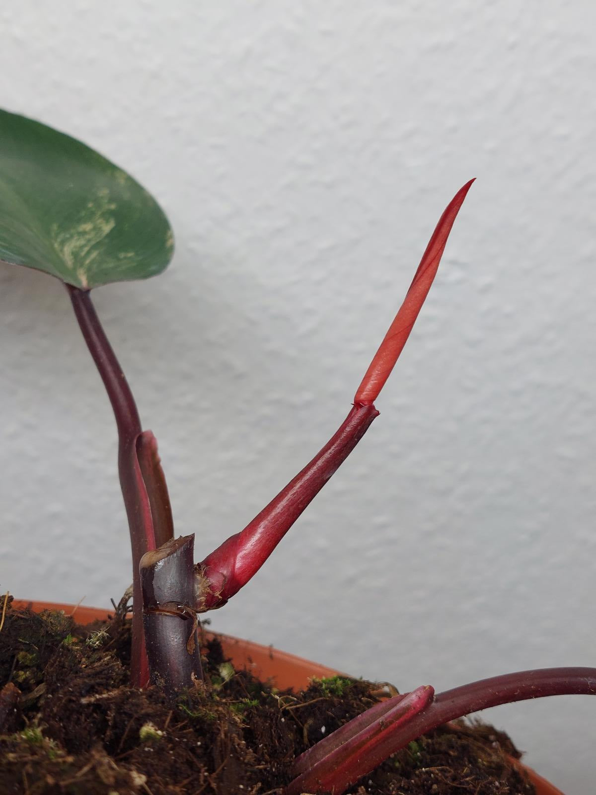 Philodendron Strawberry Shake Steckling