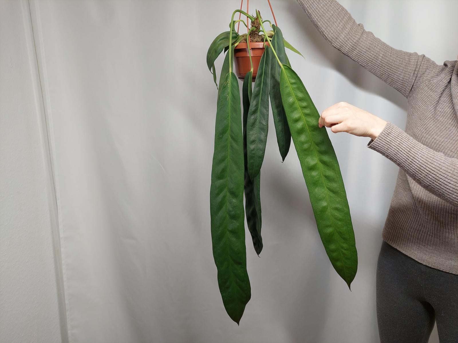 Anthurium Wendlingeri