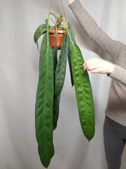 Anthurium Wendlingeri