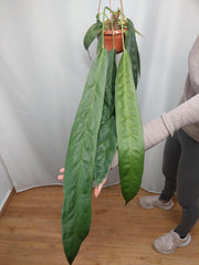 Anthurium Wendlingeri