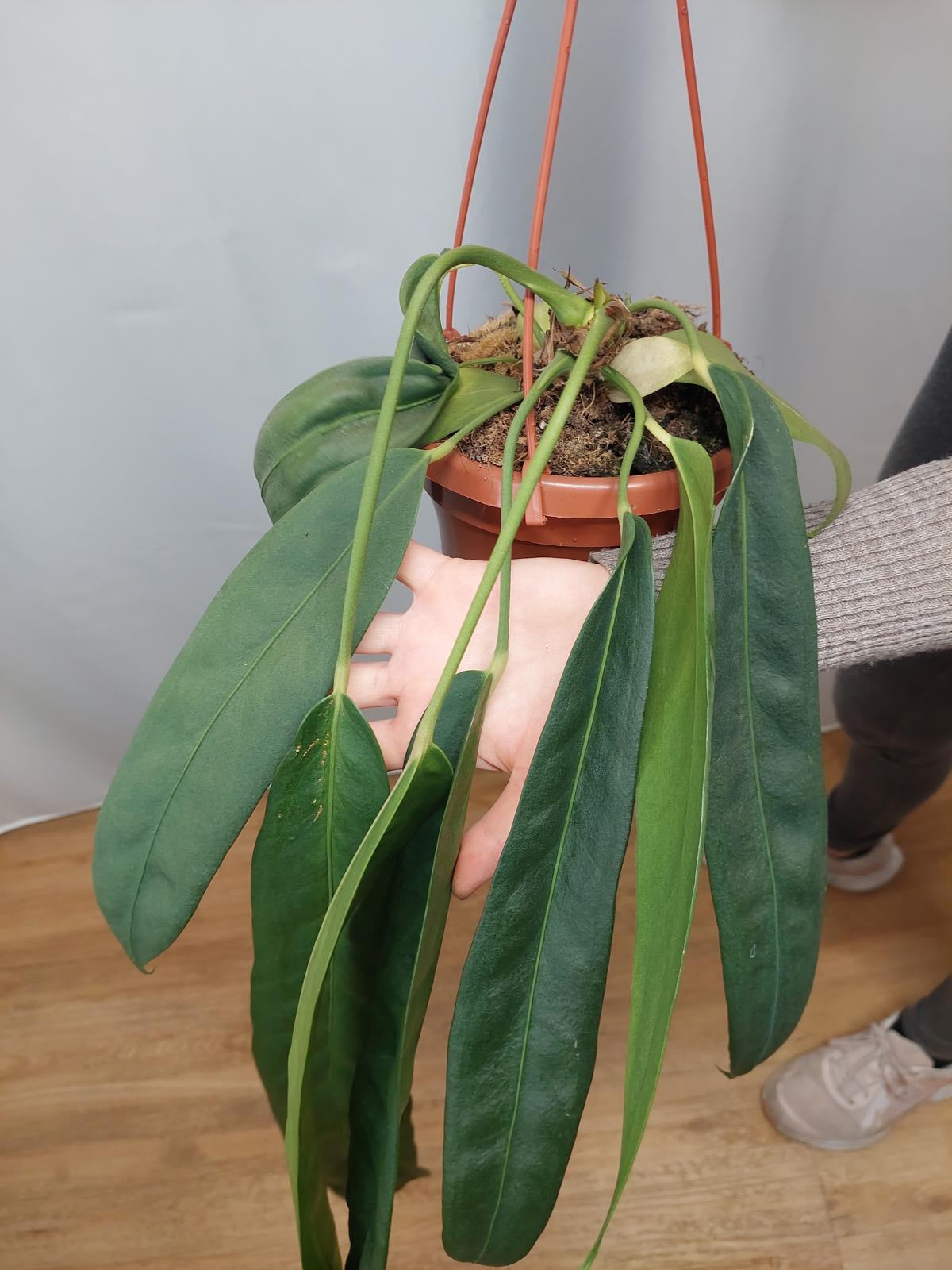 Anthurium Wendlingeri