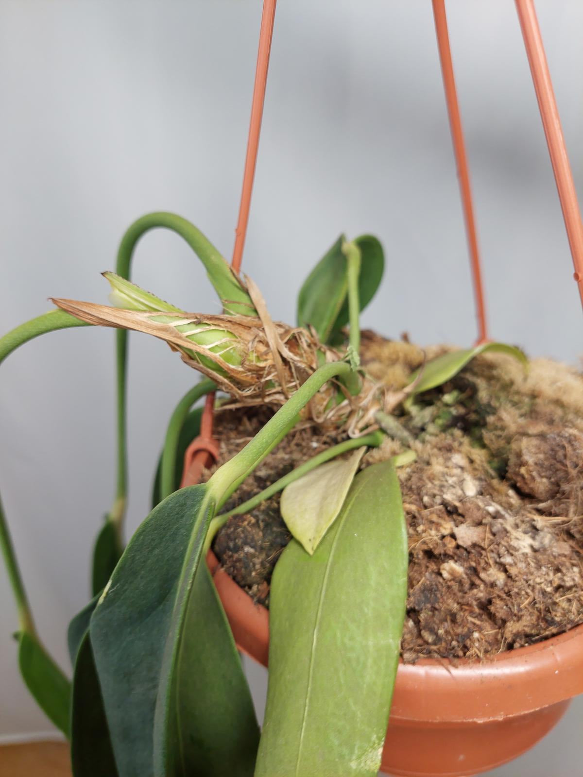 Anthurium Wendlingeri