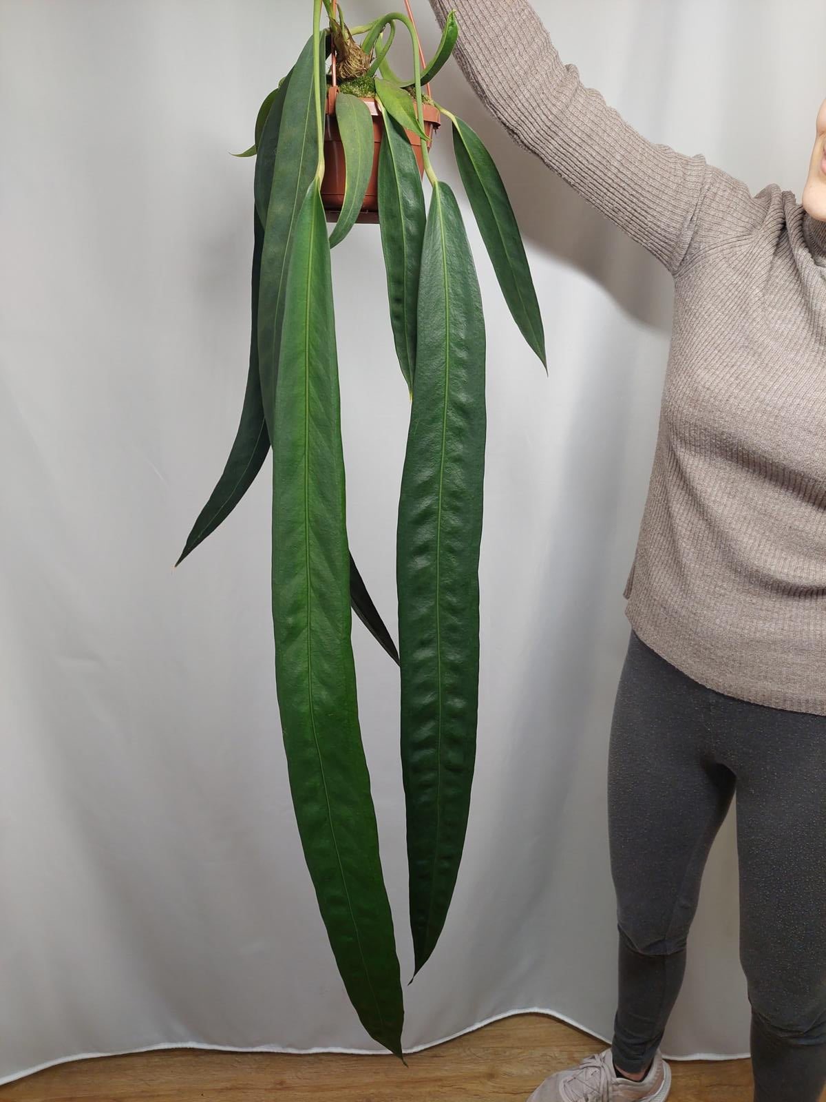 Anthurium Wendlingeri