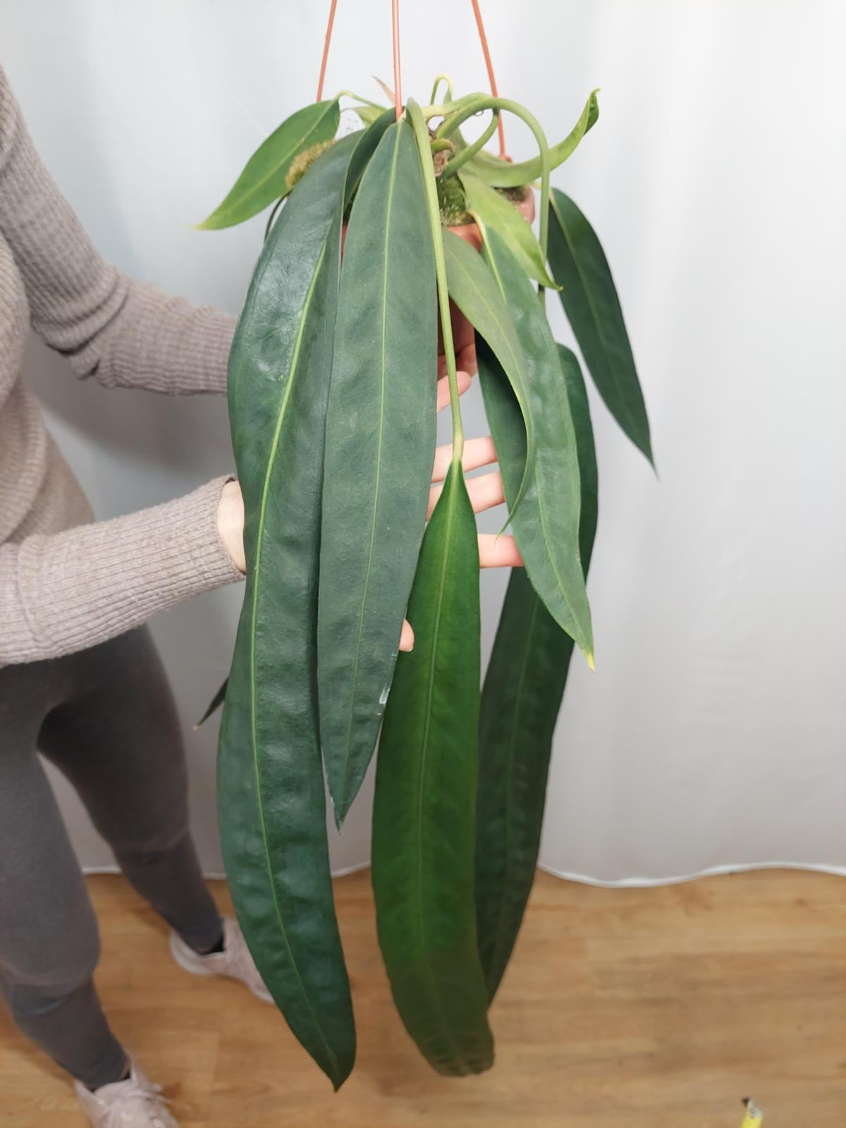 Anthurium Wendlingeri