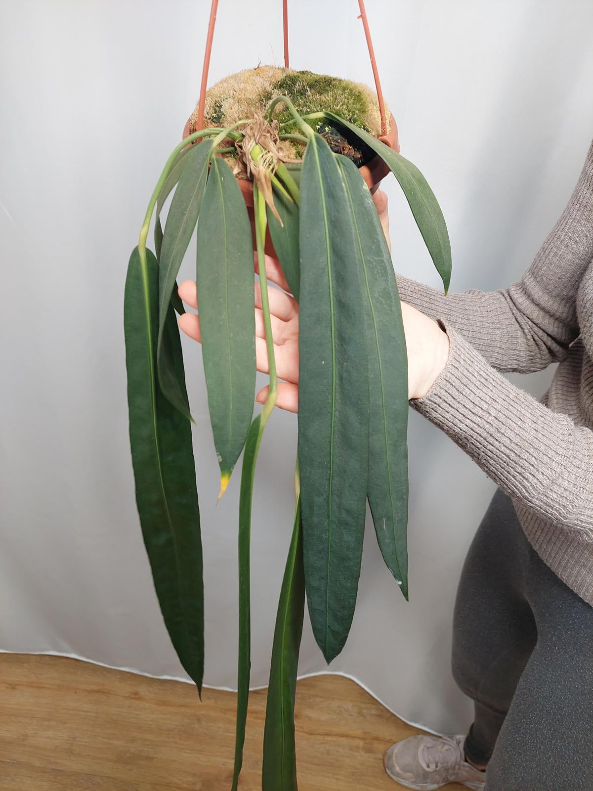 Anthurium Wendlingeri