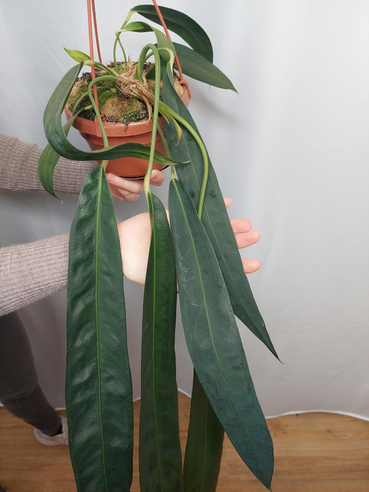 Anthurium Wendlingeri