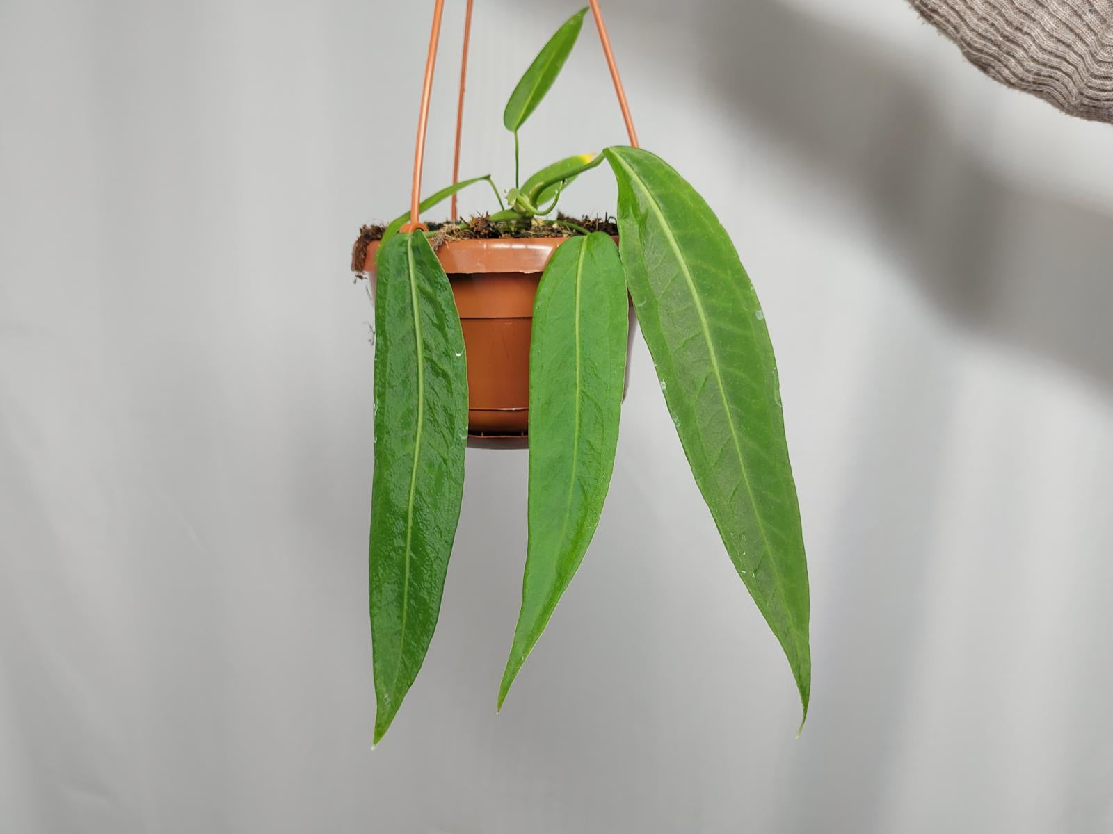 Anthurium Pallidiflorum