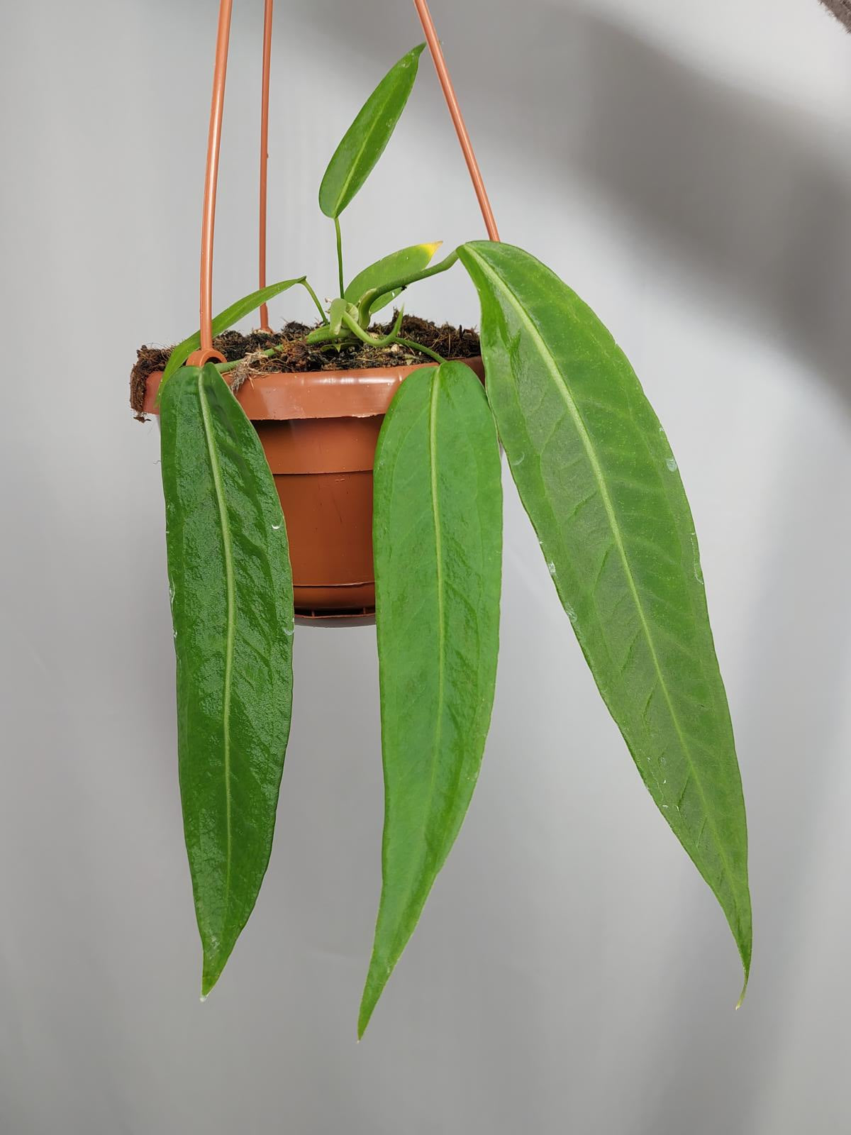 Anthurium Pallidiflorum