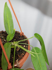 Anthurium Pallidiflorum