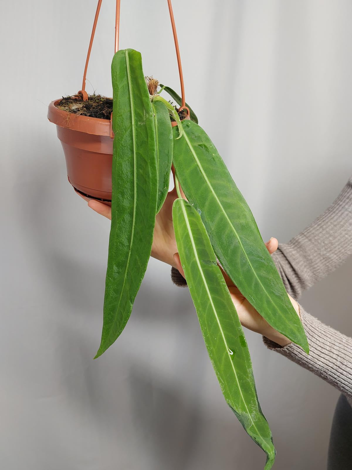 Anthurium Pallidiflorum