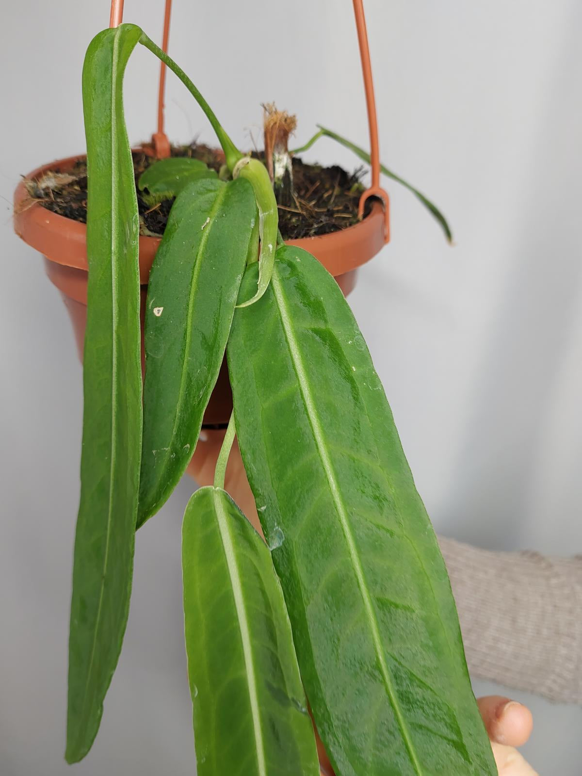 Anthurium Pallidiflorum